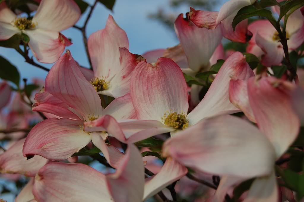 dogwood.jpg