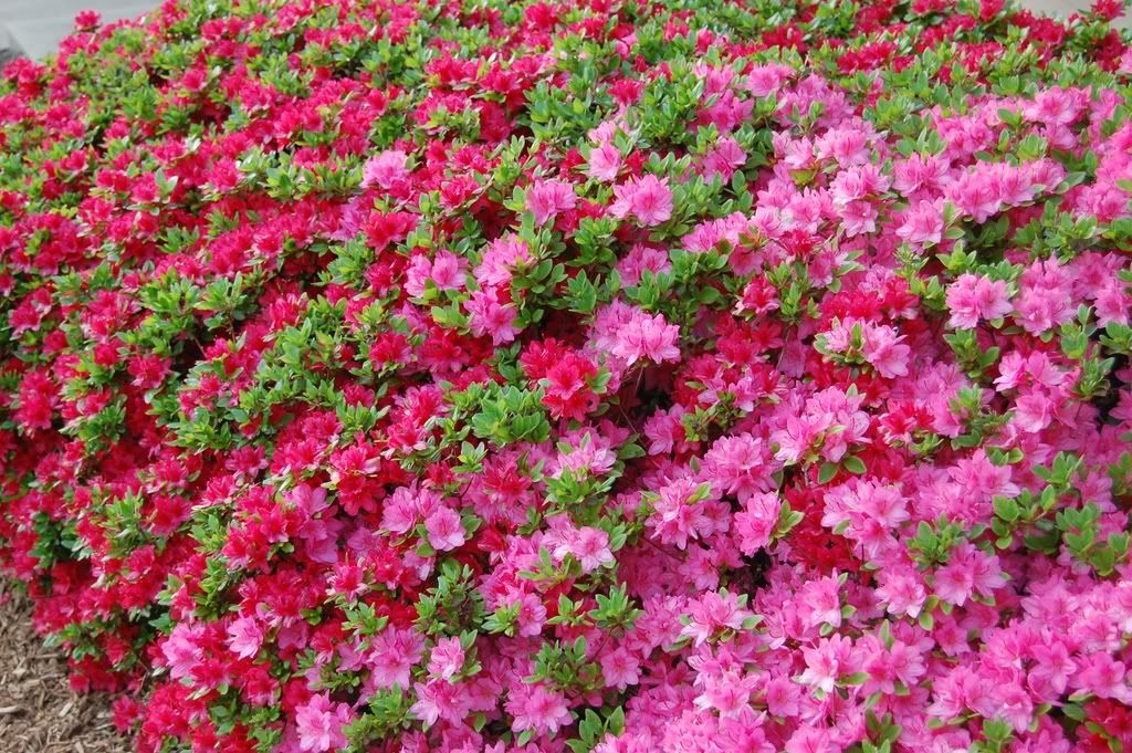 flowers.jpg