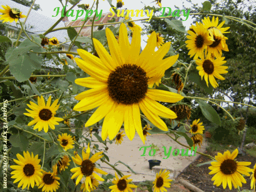 SunnyDay.gif