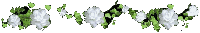 White Rose Divider Pictures, Images and Photos