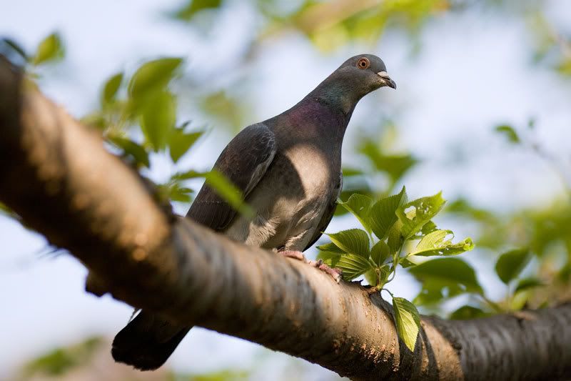 IMAGE: http://i172.photobucket.com/albums/w40/freddyco/pigeon.jpg