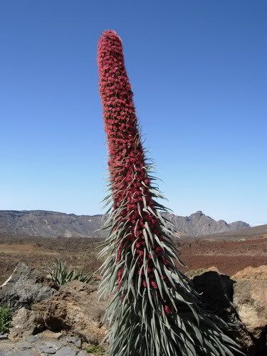 ElTeide_05-081_redimensionar.jpg