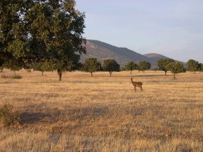 PNCabaeros_Cervus_elaphus_redimensi.jpg