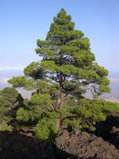 PNCoronaForestal_Pinus_canariensis_.jpg