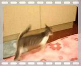 圖檔