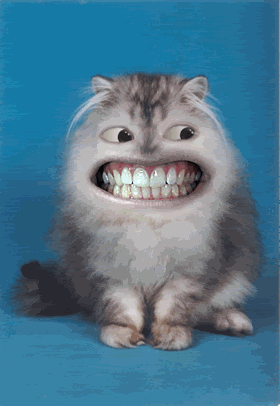 cat dentures