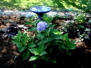 New Front Walkway garden