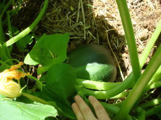 Mystery Volunteer Pumpkin