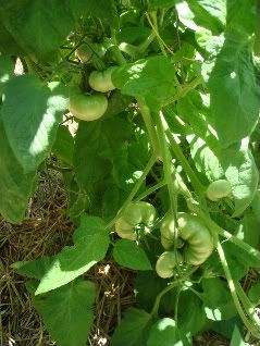 Yellow Brandywine Tomatoes