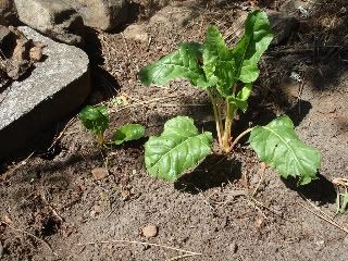 Water Meter Swiss Chard