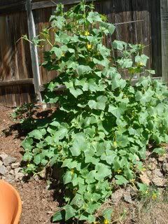 Lemon Cucumber Giganticus