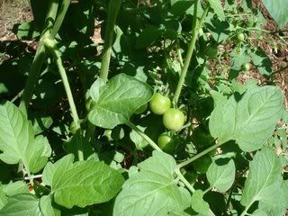 Cherry Tomatoes