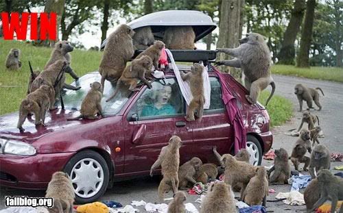 fail-owned-baboon-win.jpg