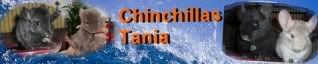 http://chinchillastania.jimdo.com/