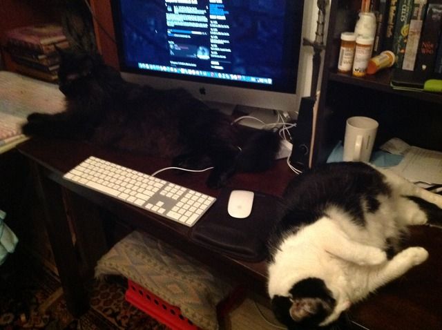 Seeeee? Cats, I haz 'em!