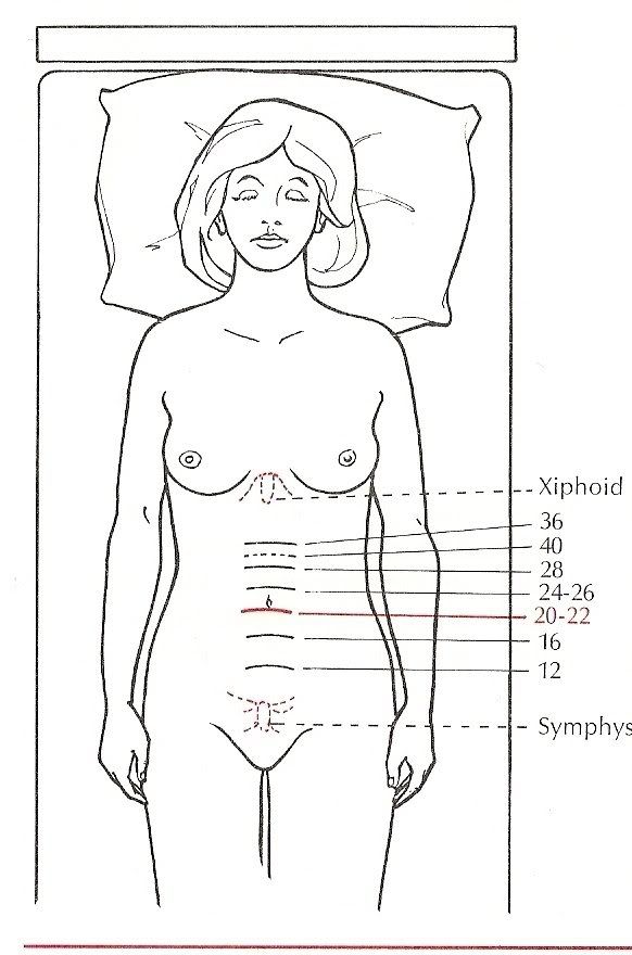 fundal height chart