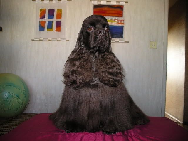 Качена снимка