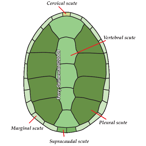 What do you call.... - Turtle Identification - Turtle Forum