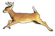 Deer.gif Leaping Deer picture by animal_guardian