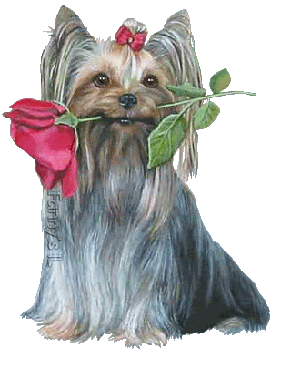 Yorkie.gif Yorkie picture by animal_guardian